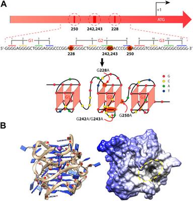 Higher-order G-quadruplexes in promoters are untapped drug targets